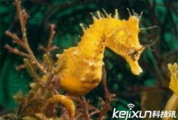 人与动物做爱视频,禁忌之恋的真相